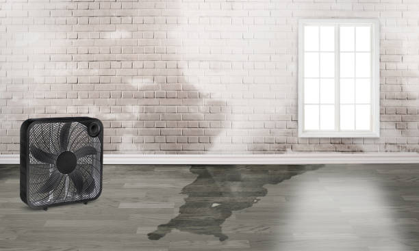 Best Basement water damage restoration  in Port Vue, PA